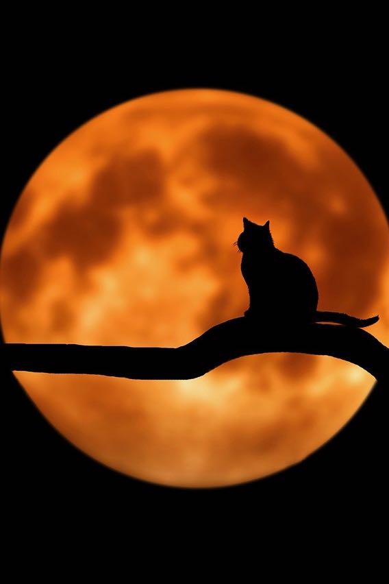 Gedichte zu picFabel01.jpg