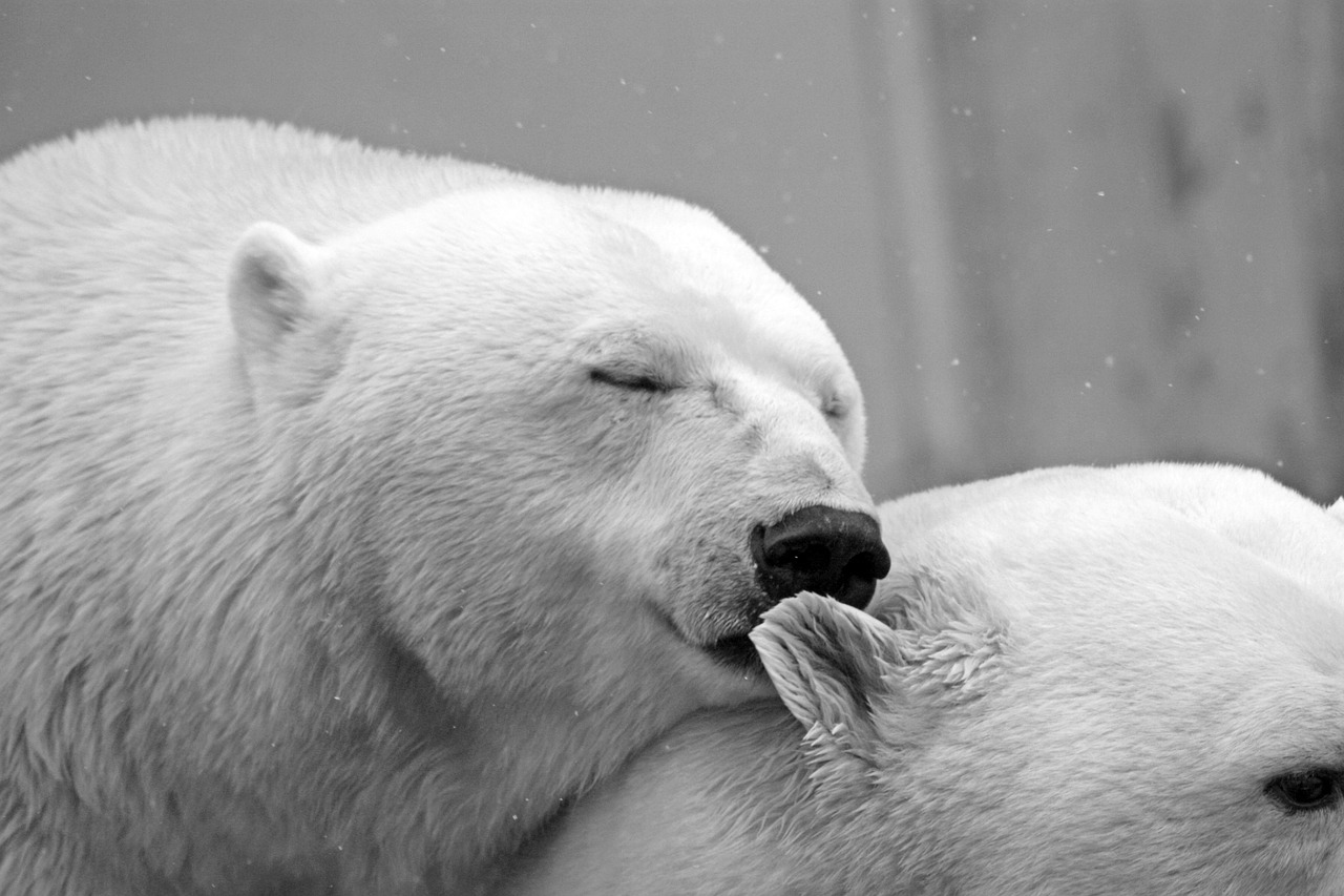 Bild: polar-bear-196318_1280 (Quelle: pixabay.com)