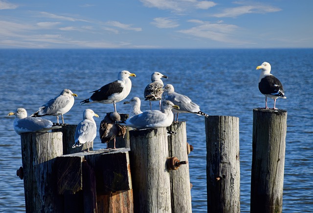 Bild: seagulls-4769251_640 (Quelle: pixabay.com)