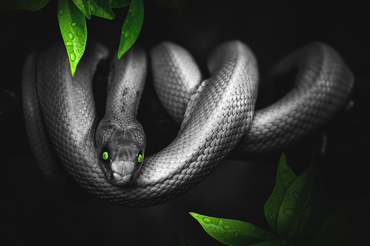 Bild: snake-3295605_1280 (Quelle: pixabay.com)