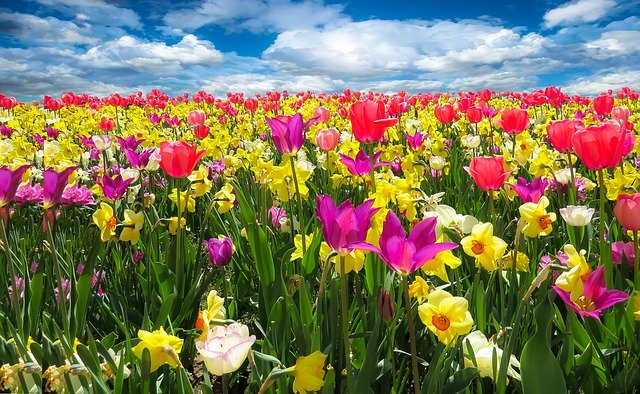 Bild: spring-awakening-1197602_640 (Quelle: pixabay.com)