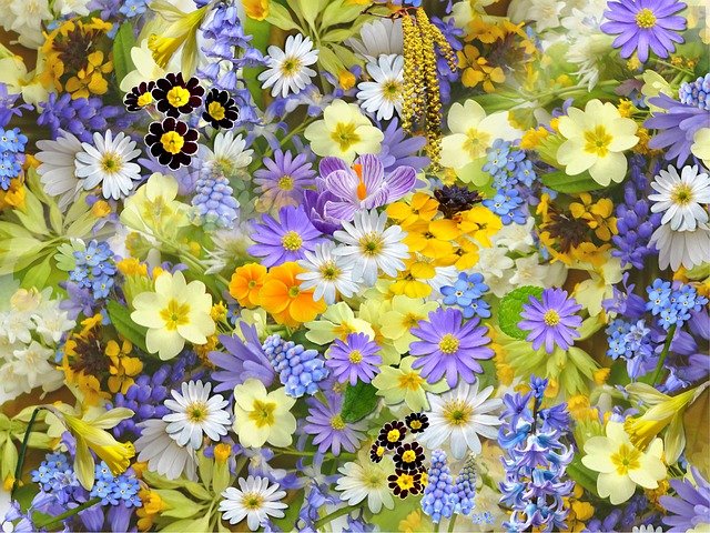 Bild: spring-flowers-110671_640 (Quelle: pixabay.com)