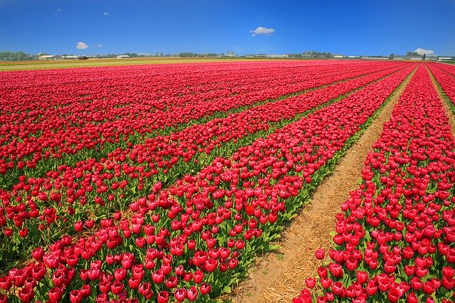Bild: tulip-field-1235222_640 (Quelle: pixabay.com)