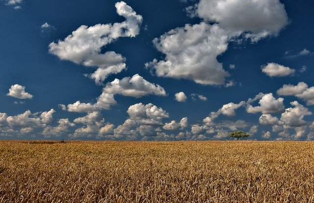 Bild: wheat-field-4884970_640 (Quelle: pixabay.com)